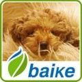 宠物犬系列泰迪