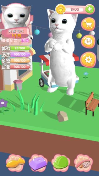 我家喵喵(图4)