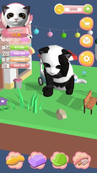 我家喵喵(图1)