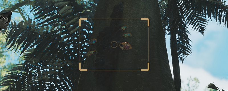 怪物猎人荒野金龟子在哪里-金龟子具体位置介绍