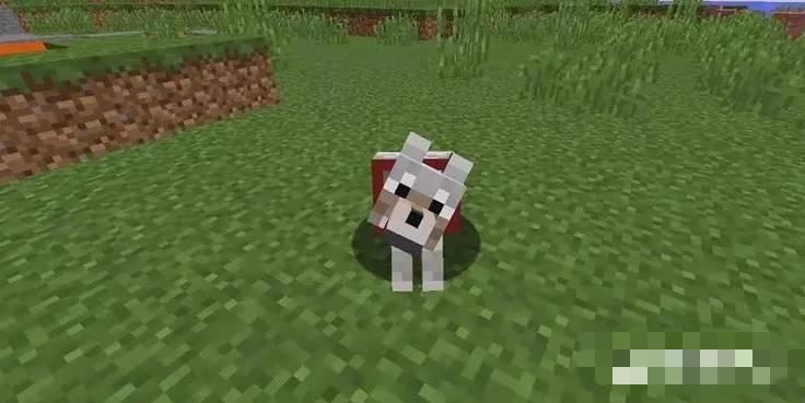 我的世界怎么把宠物传送回来-宠物传送方法